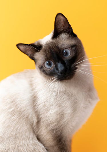 The Secret Language of Your Cat