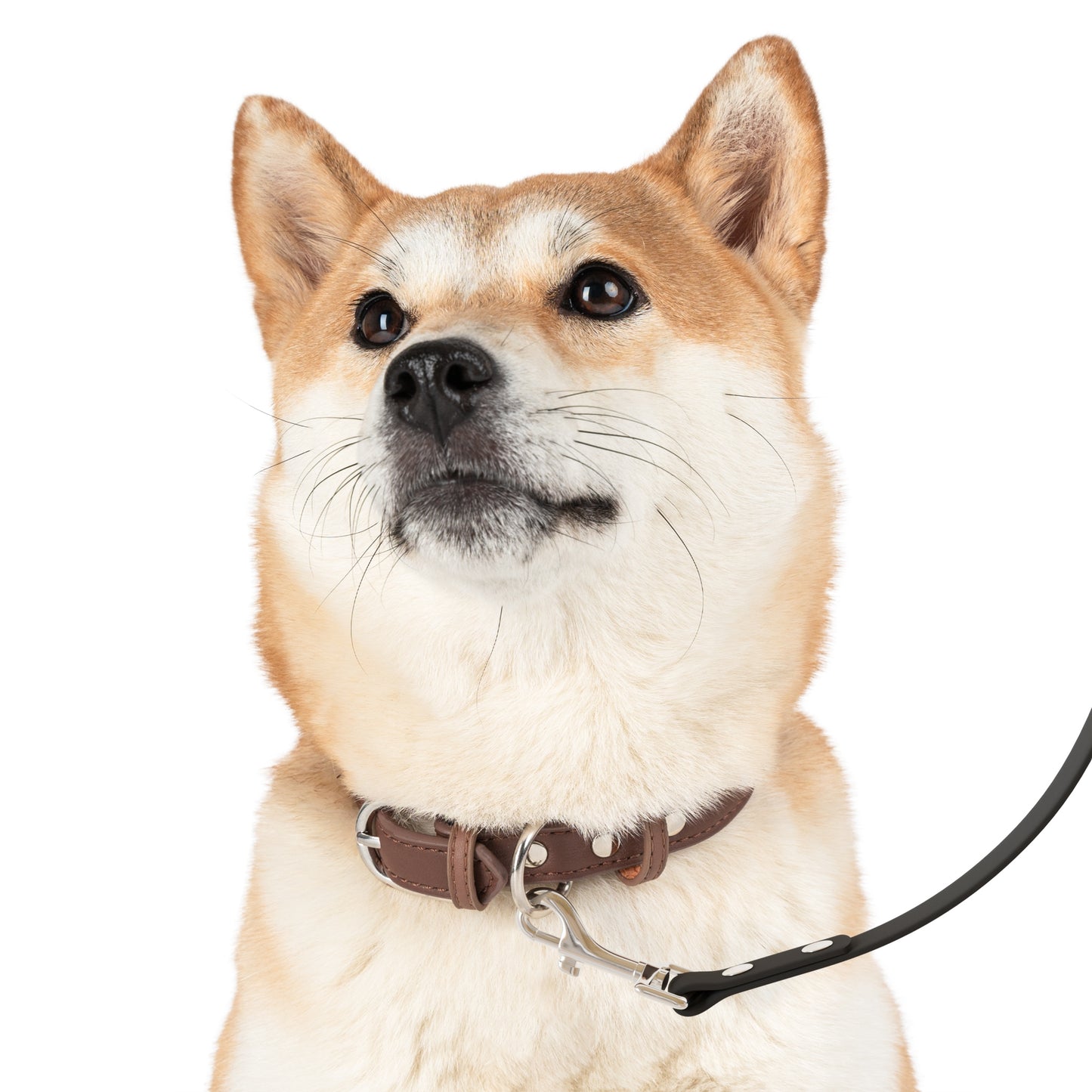Stylish Pet Leash for Everyday Walks
